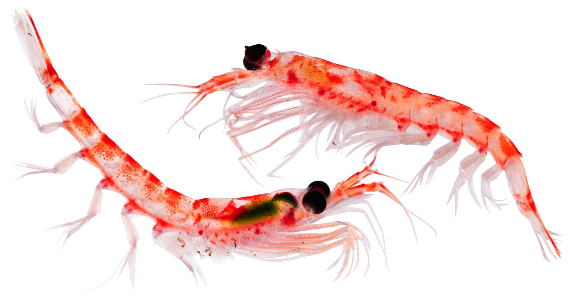 Krill | Animals and Nature lessons | DK Find Out!