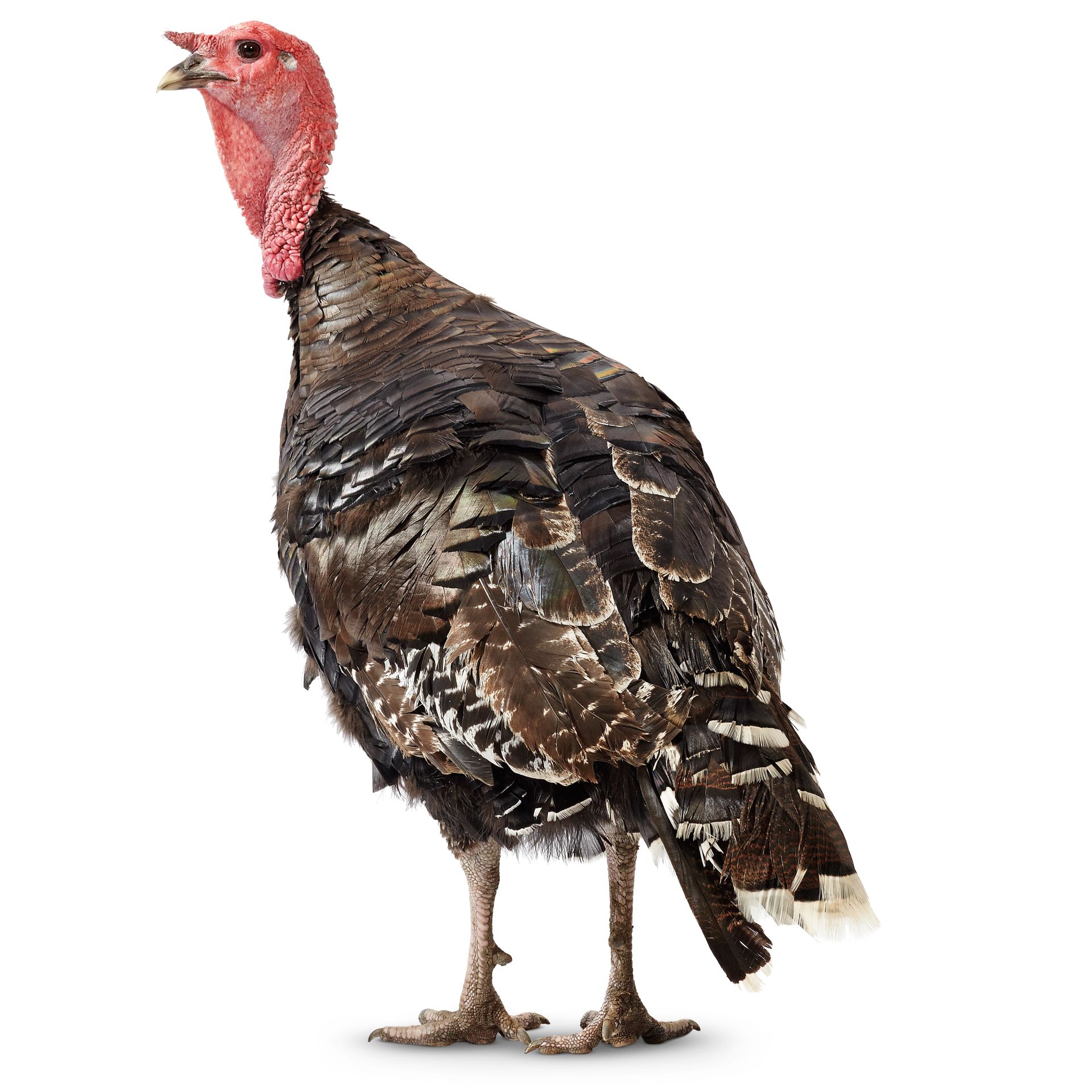 Turkey Bird Facts | Domestic Turkey Facts | DK Find Out