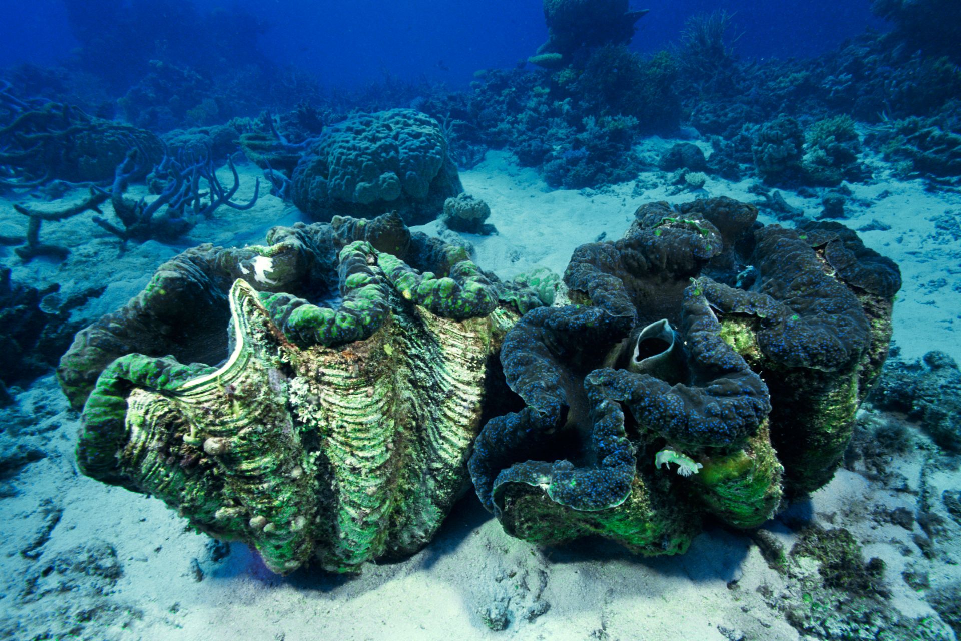 pictures of giant clams