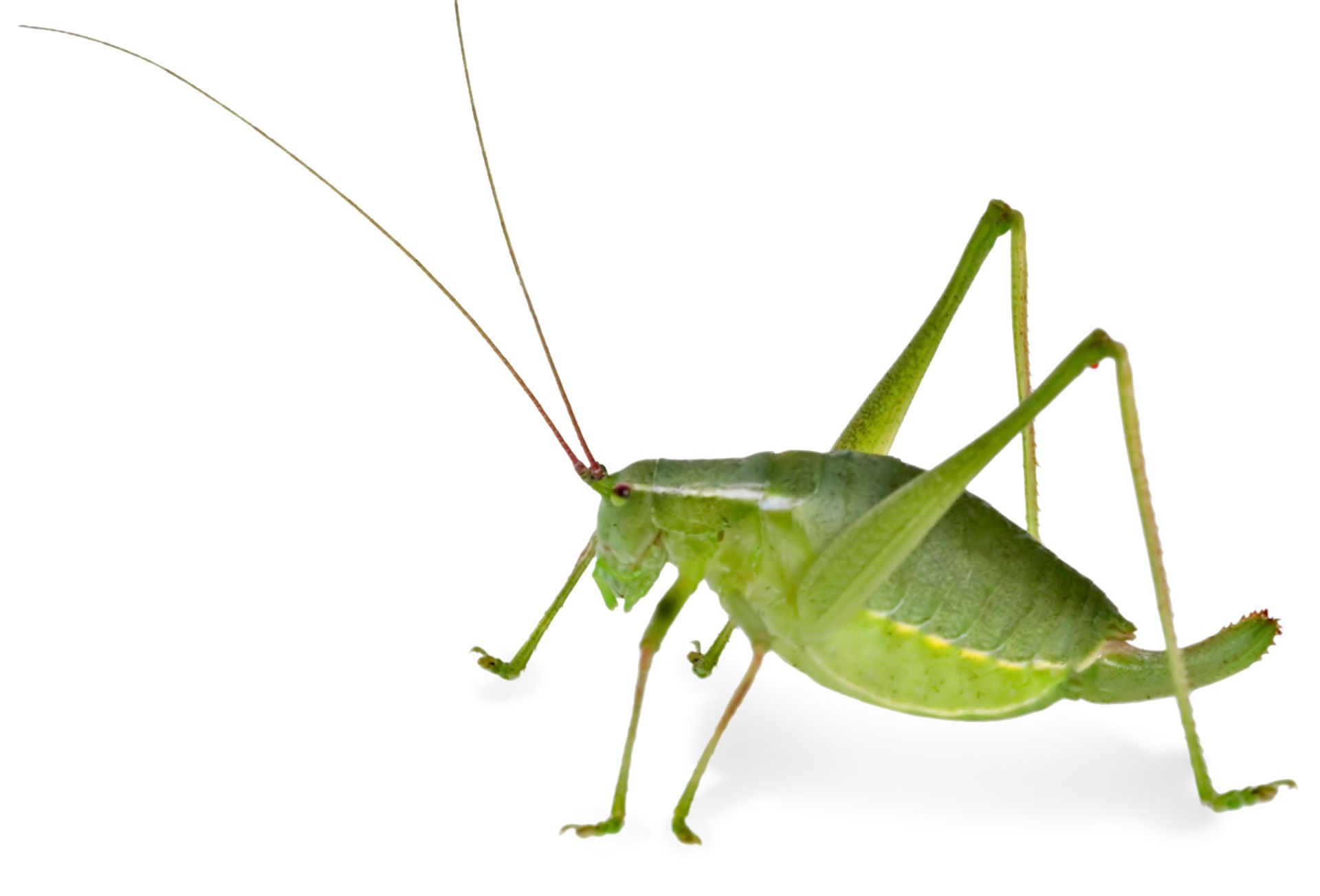 Grasshopper Facts Cricket Facts For Kids DK Find Out