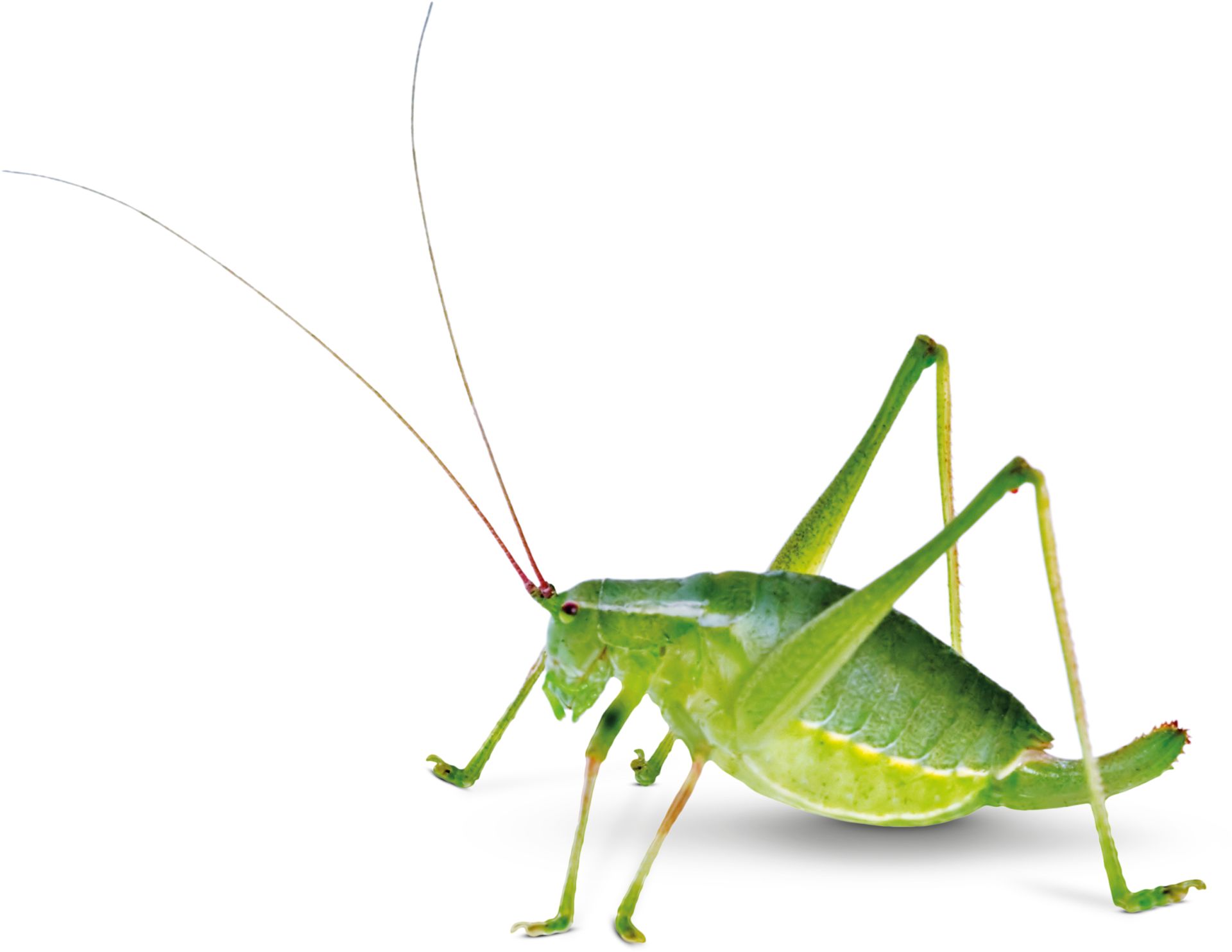 Speckled Bush Cricket | Katydid Facts | DK Find Out