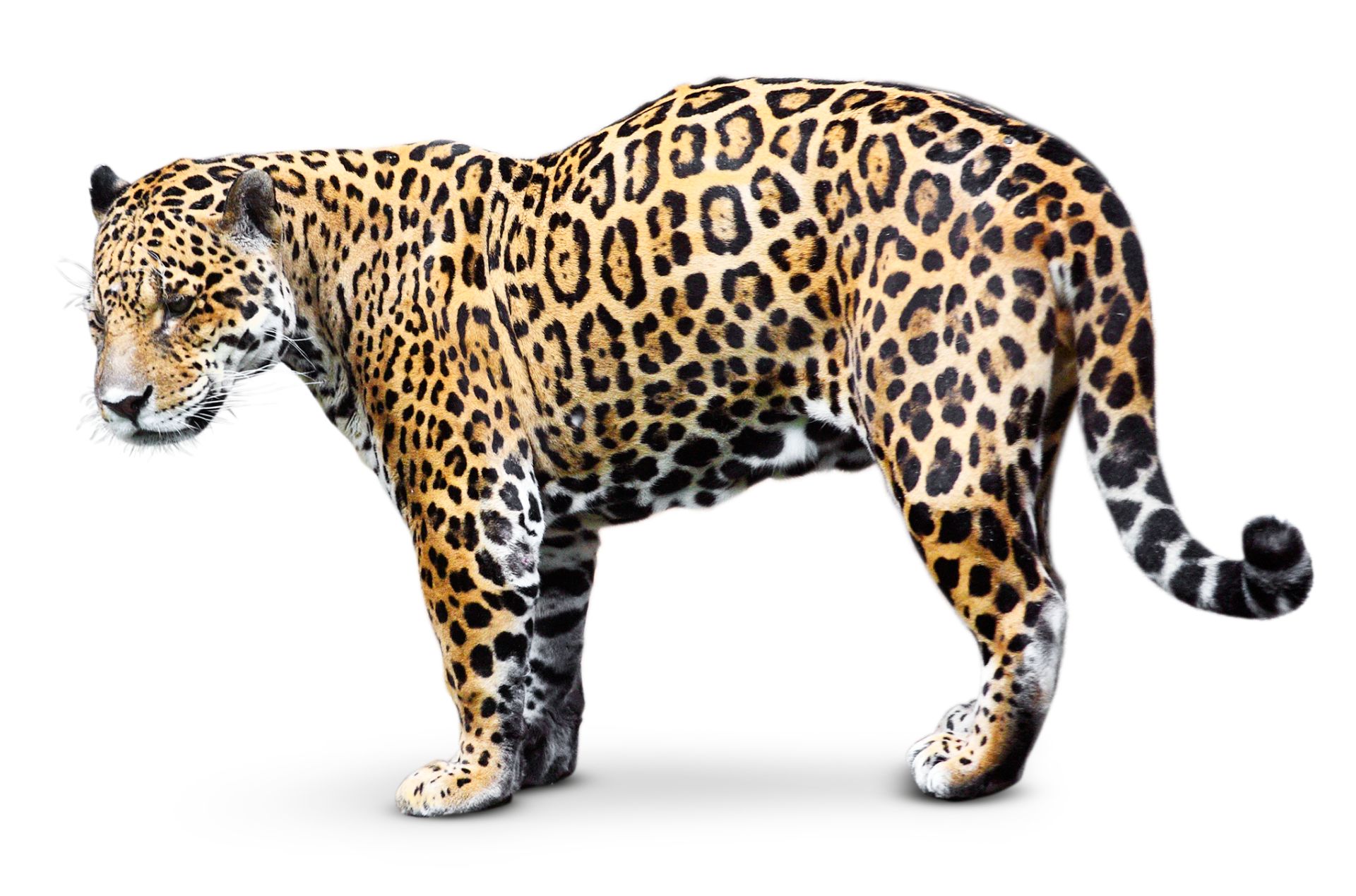 Jaguar Facts Rainforest Jaguar Facts Dk Find Out