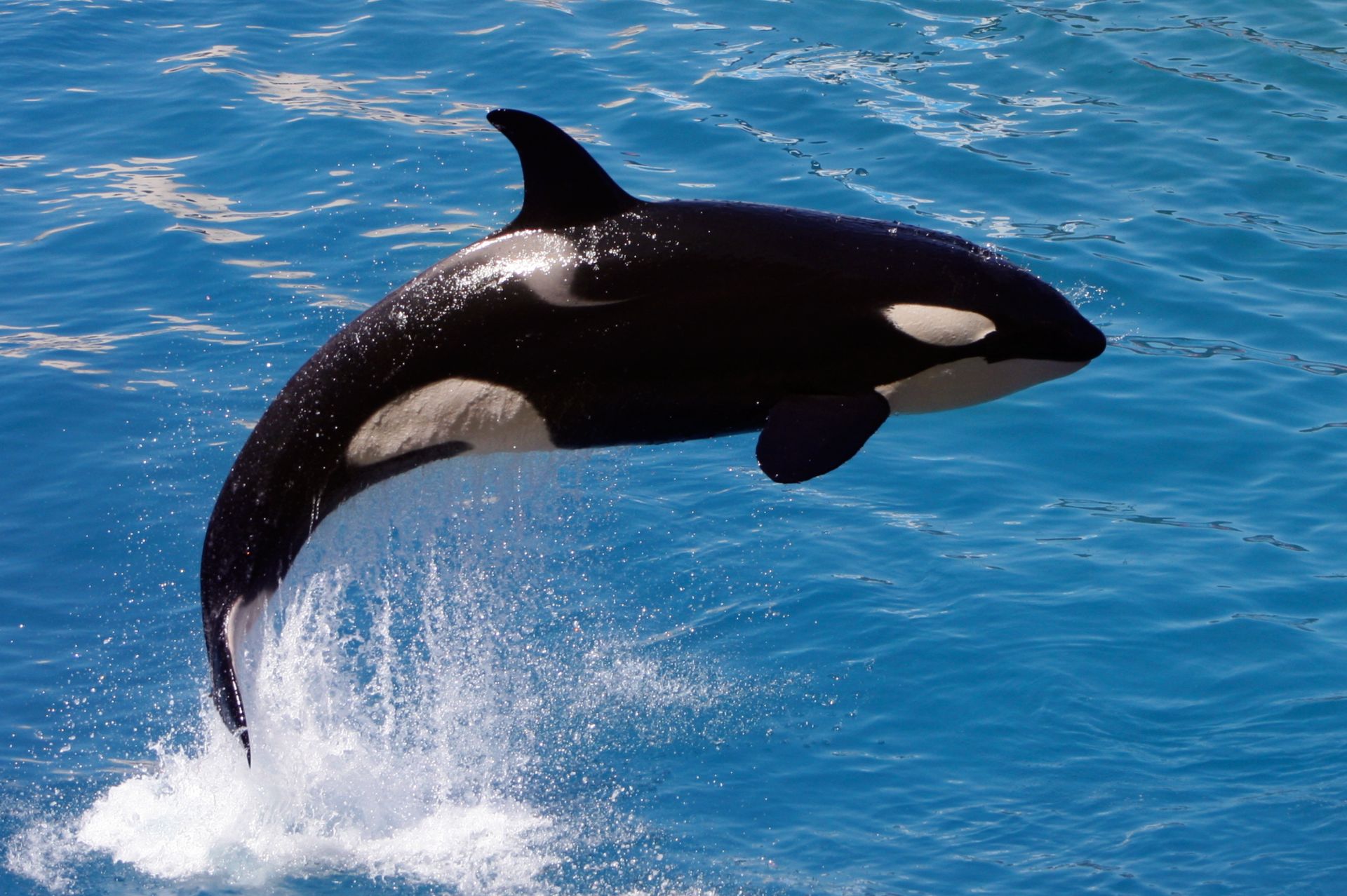 Orca Facts Killer Whale Facts DK Find Out