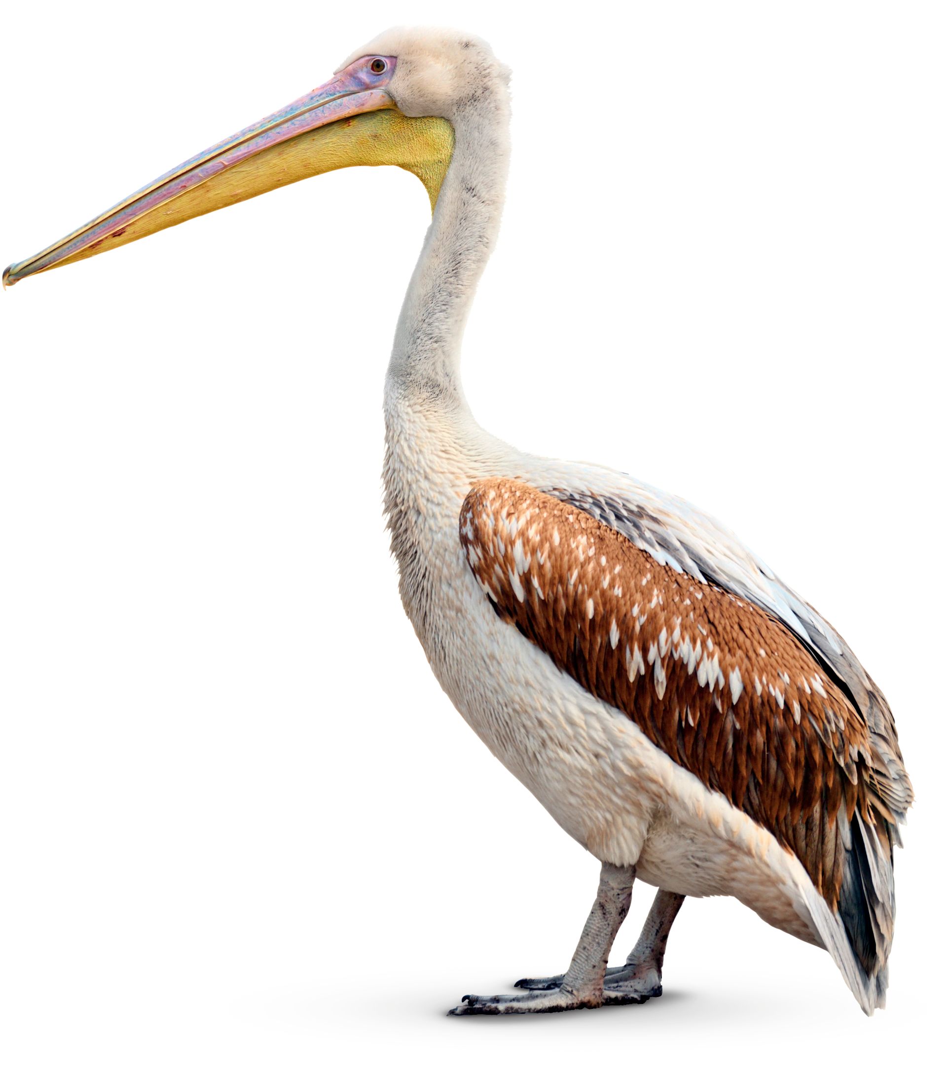 Facts About Pelicans | Pelican Beak 