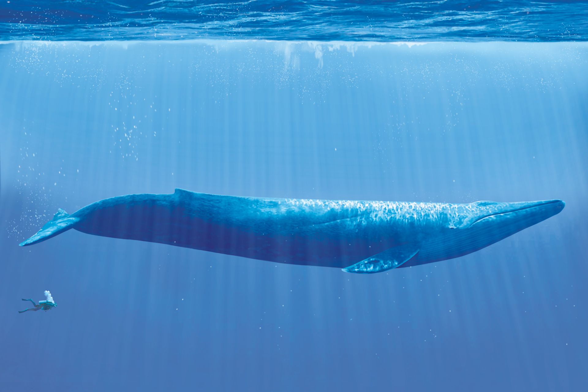 blue whale size