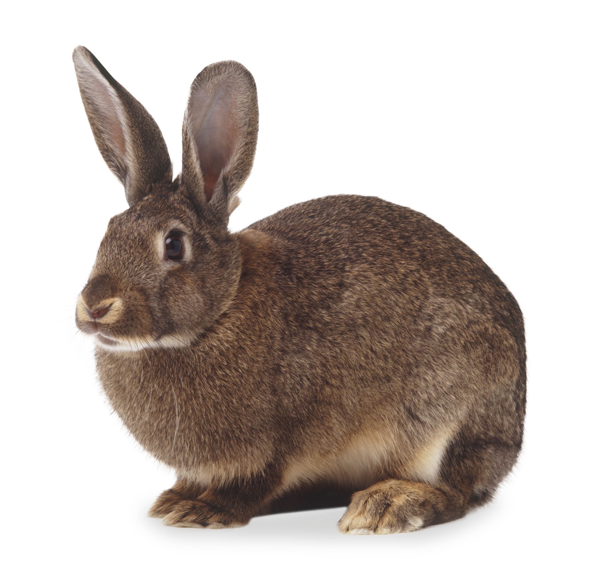 Rabbit Facts For Kids Hare Facts DK Find Out