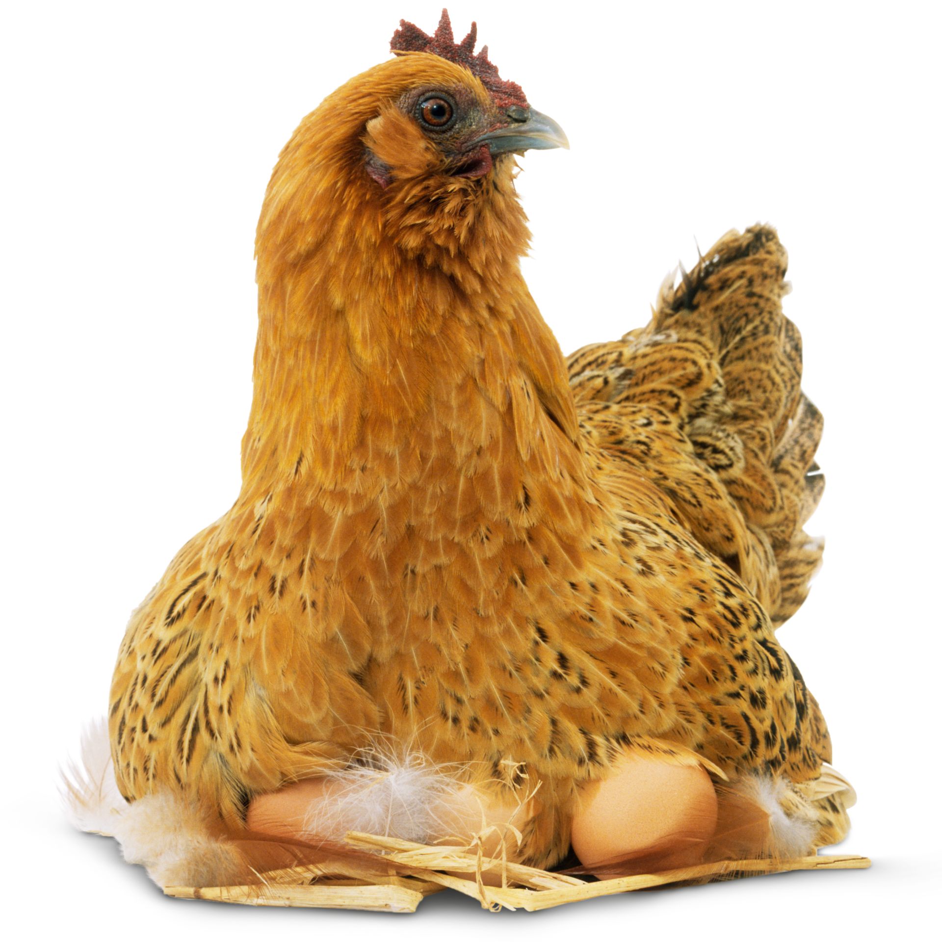 Chicken Facts For Kids | All About Chickens | DK Find Out