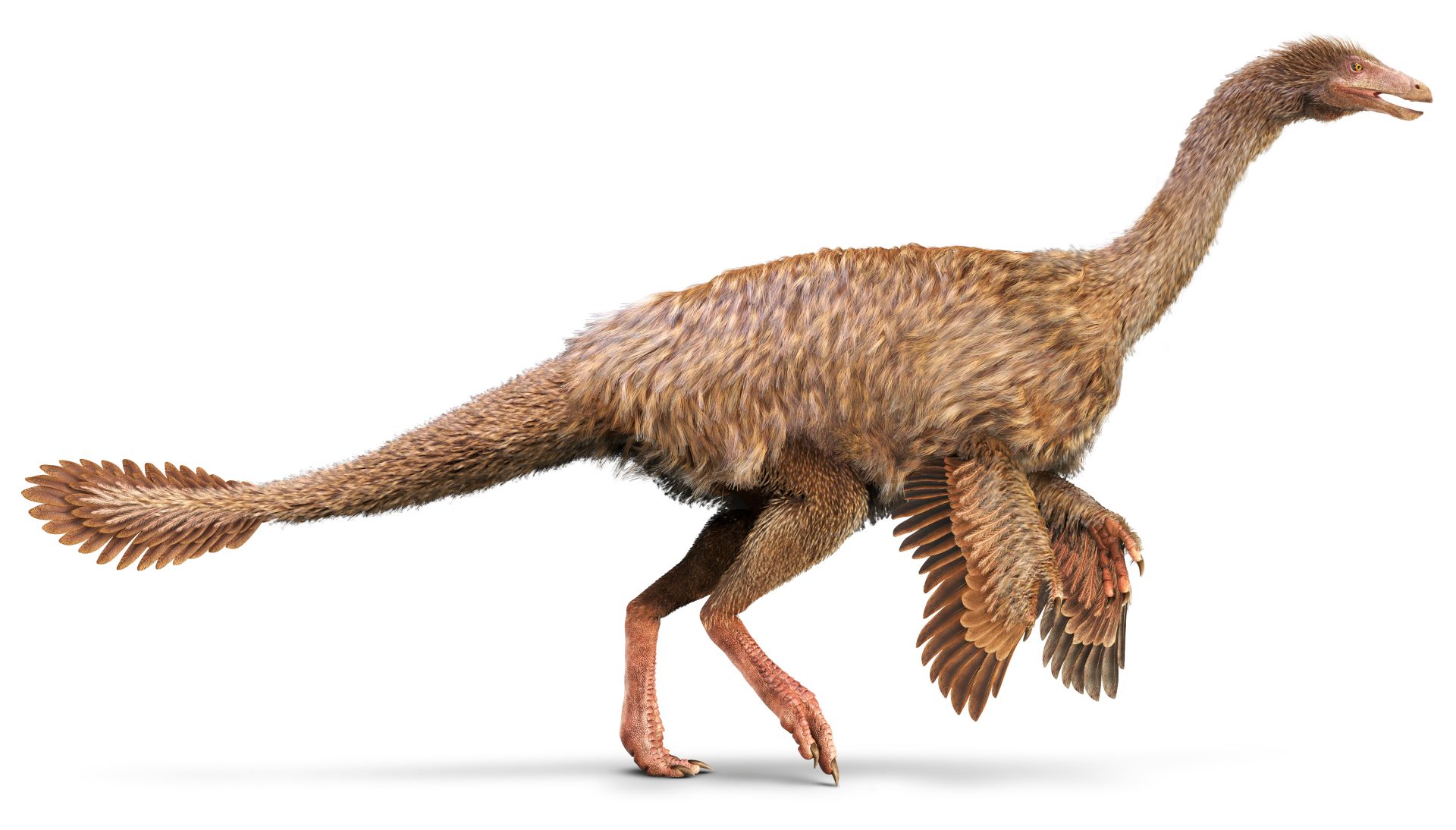 Struthiomimus, illustration. The fastest dinosaur runners were the  long-tailed ostrich-like dinosaurs such as Struthiomimus Stock Photo - Alamy