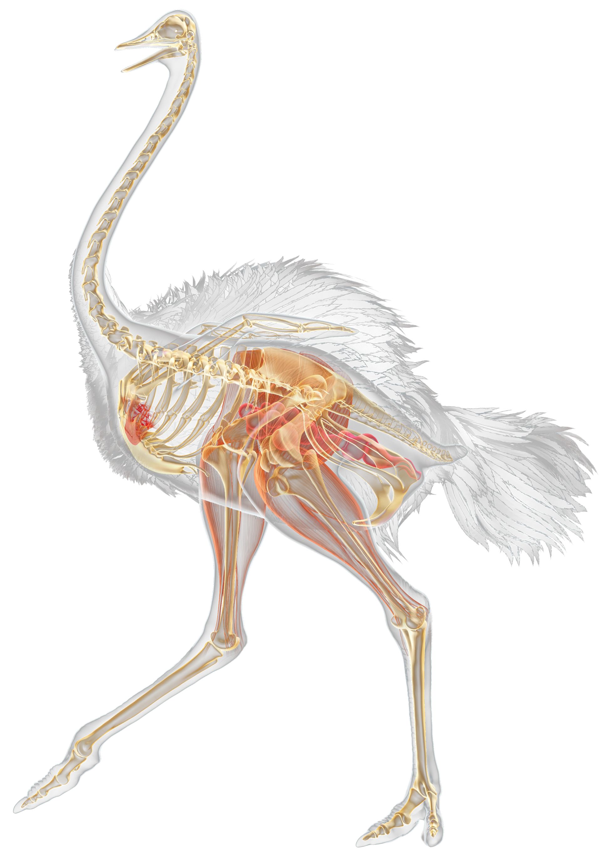 Ostrich Skeleton | Ostrich Neck Facts | DK Find Out