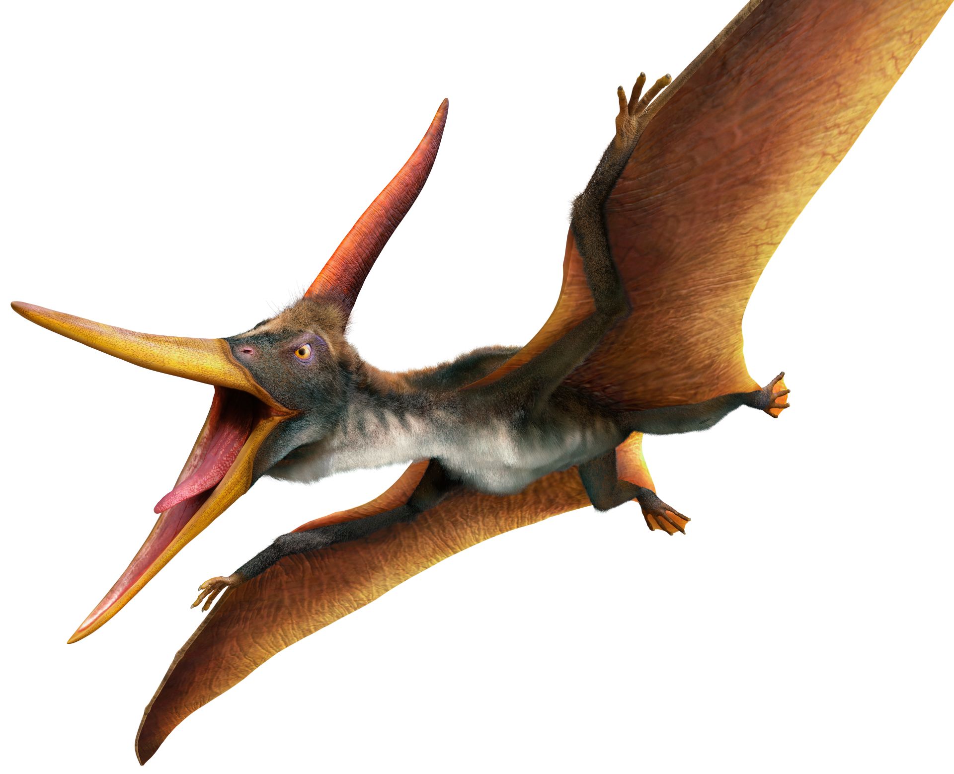 DID YOU KNOW THE DIFFERENCES? Pterodactyl vs. Pteranodon 