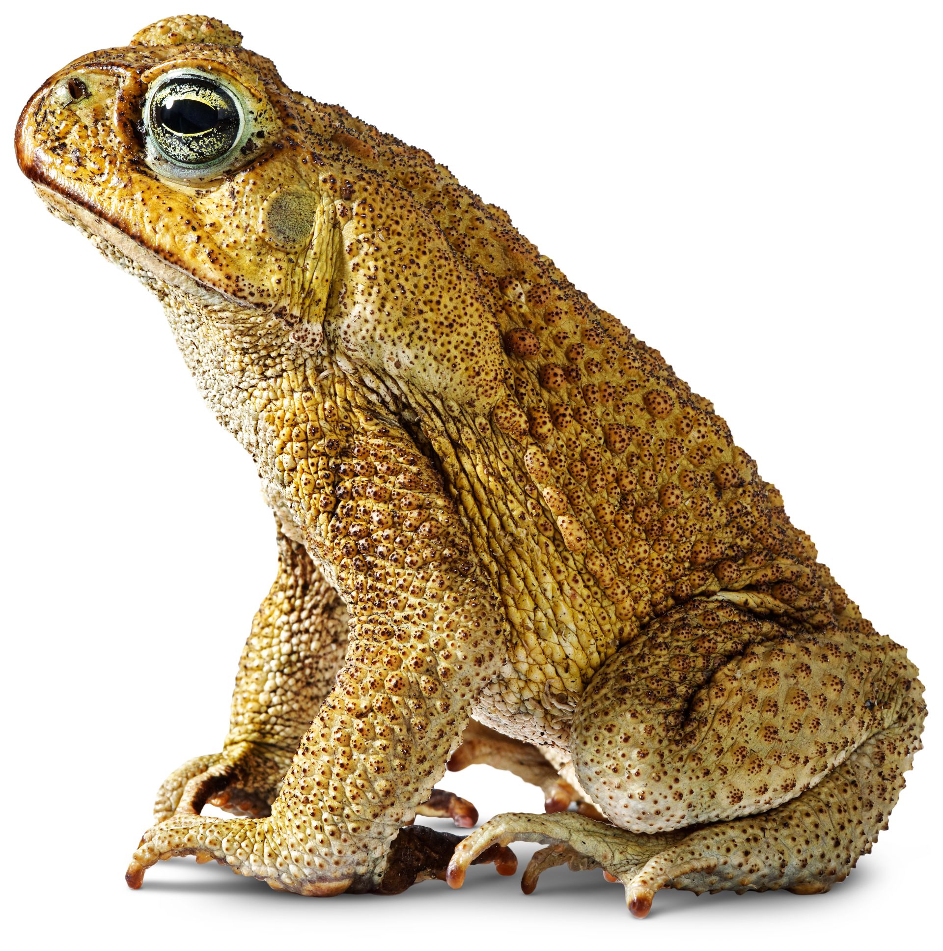 May 2: What Are Amphibians?