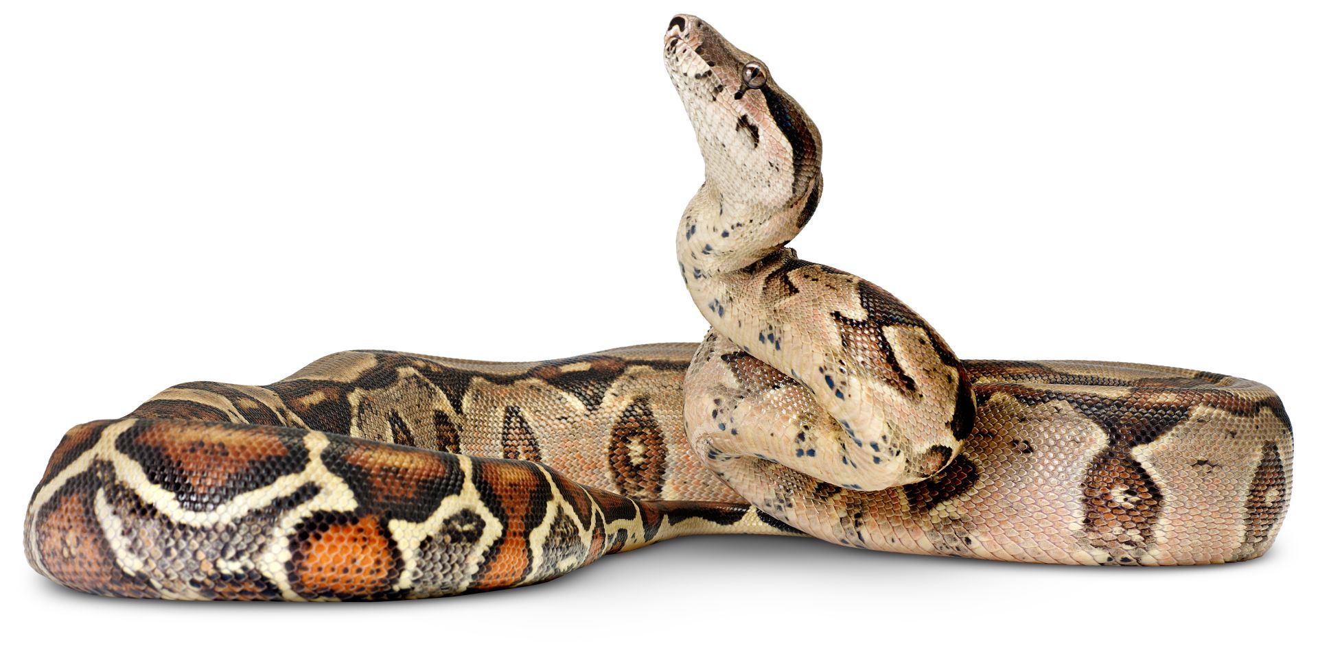 boa constrictor snakes