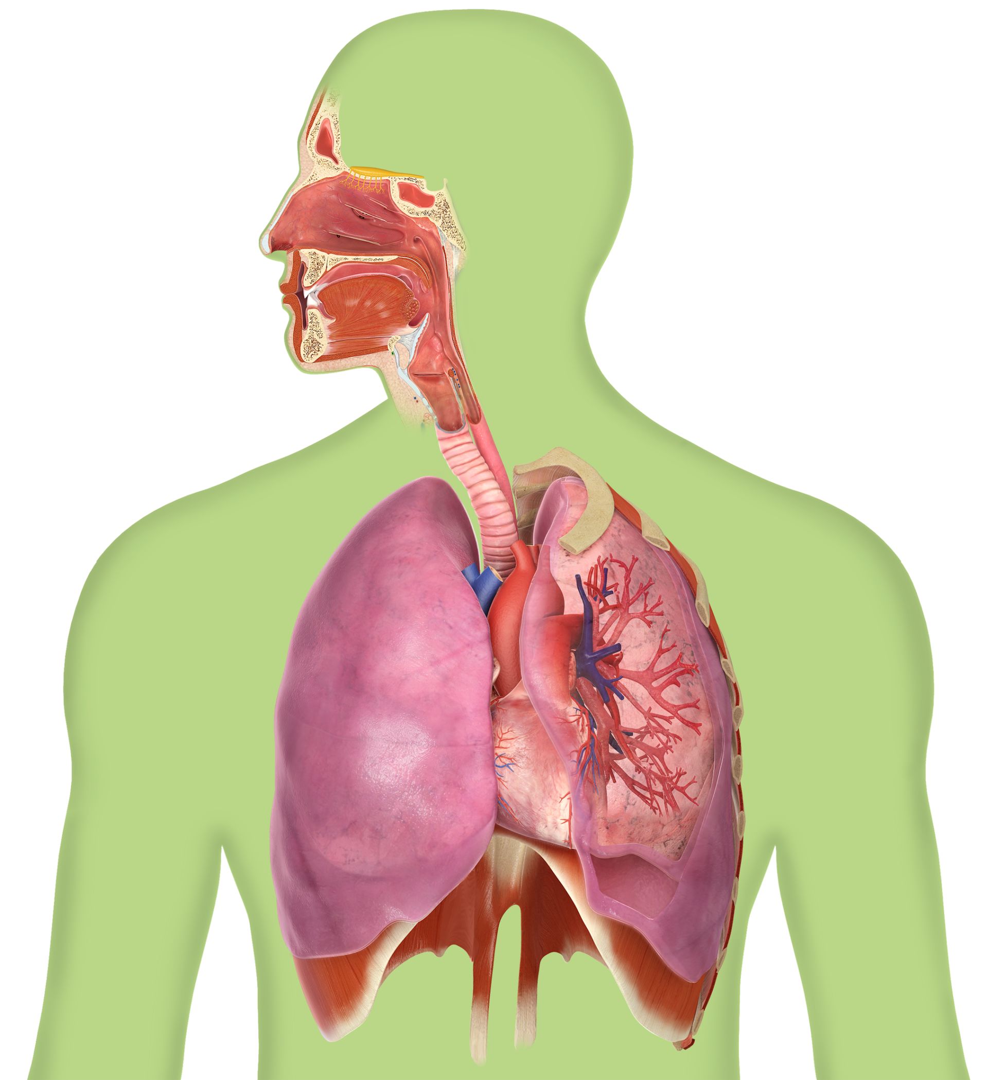 Facts About The Lungs | Breathing Facts | DK Find Out