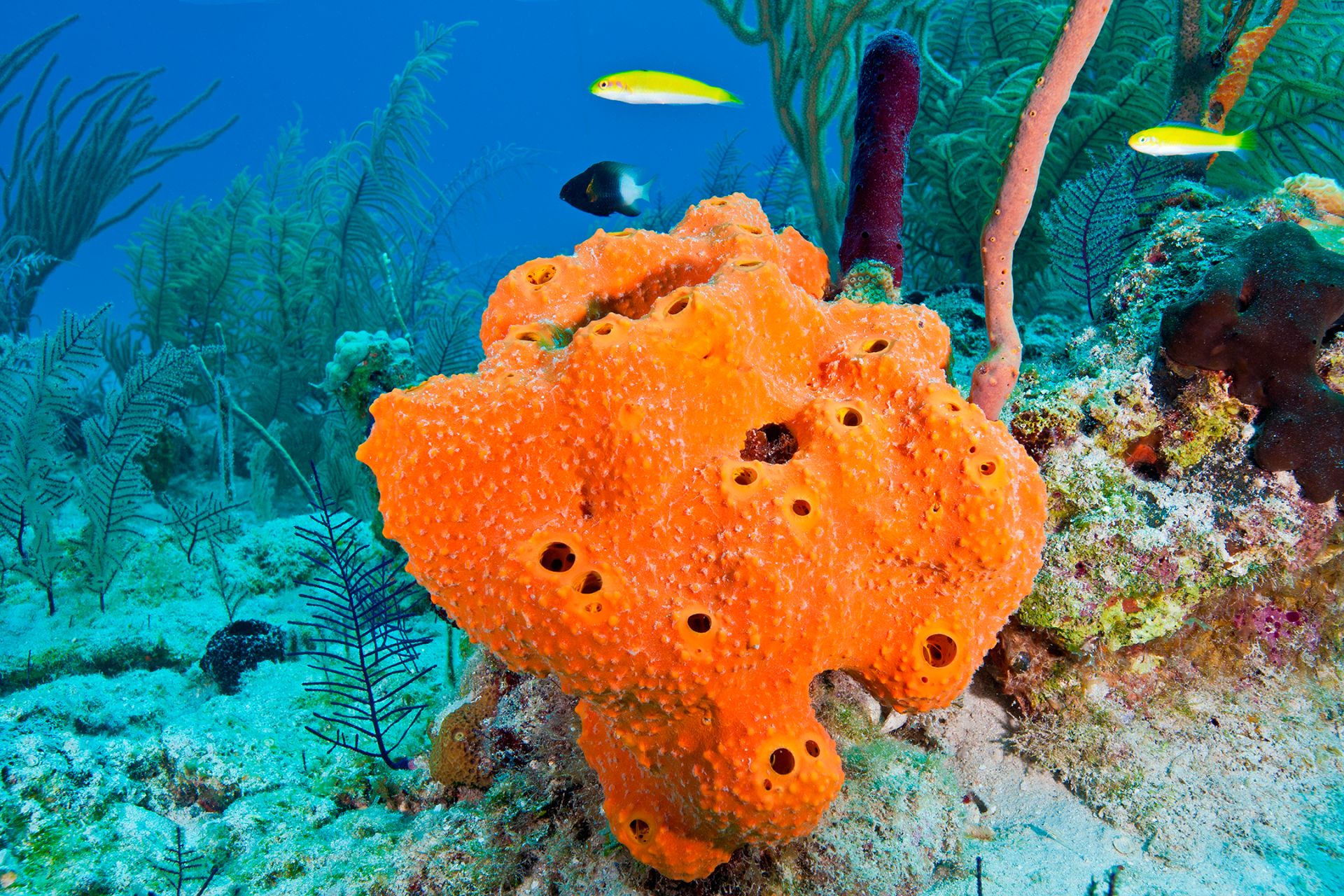 Sea sponges collect DNA from fish, penguins, seals, Earth