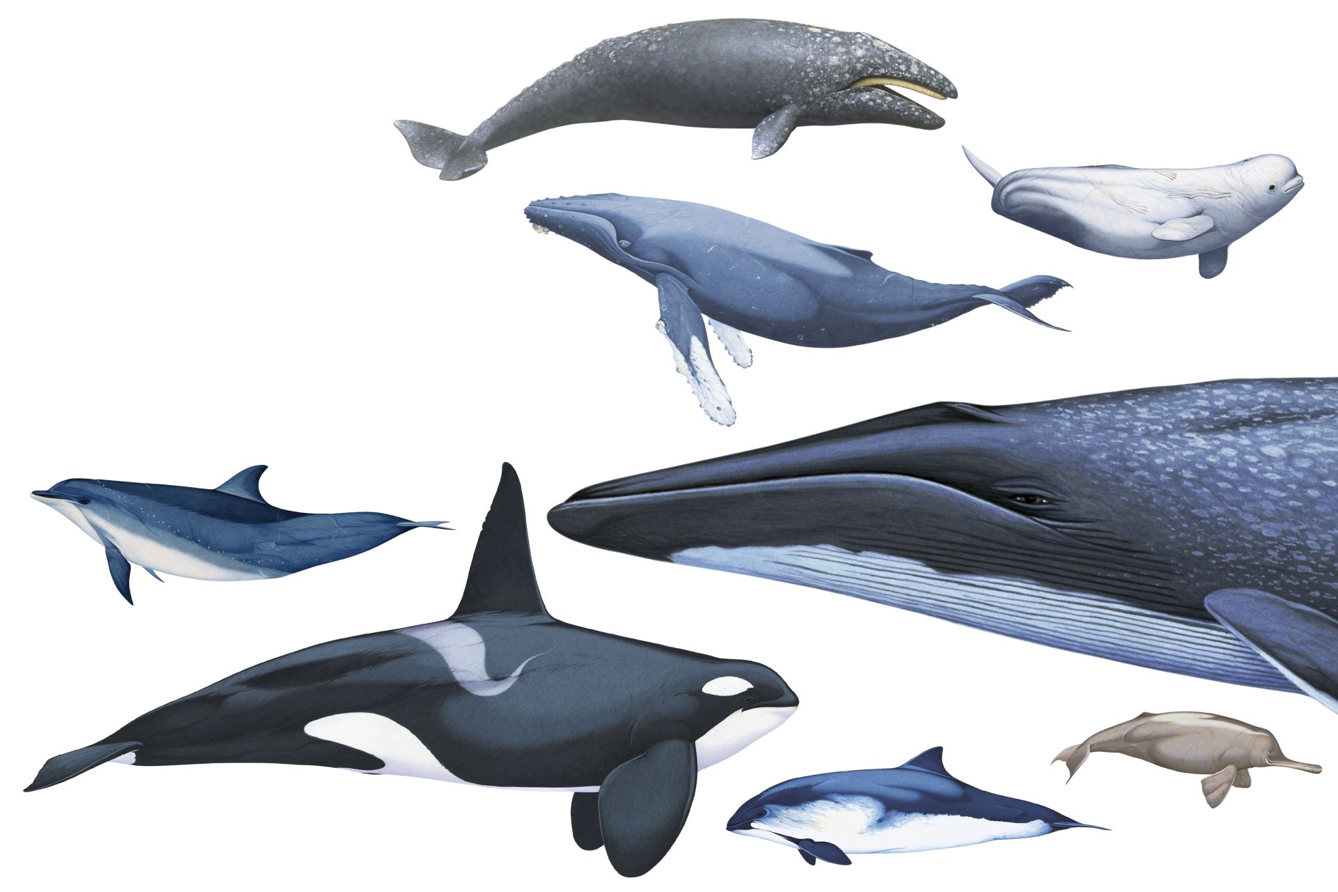 Whales dolphins and porpoises