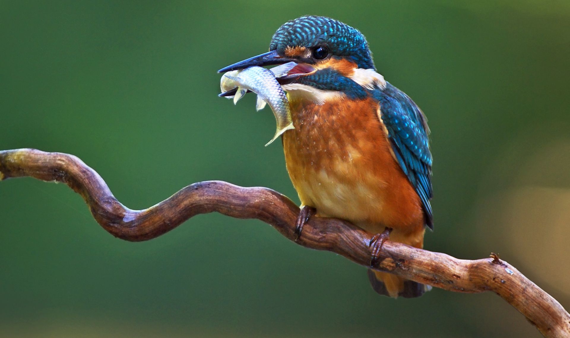 Kingfisher Facts | Belted Kingfisher Facts | DK Find Out