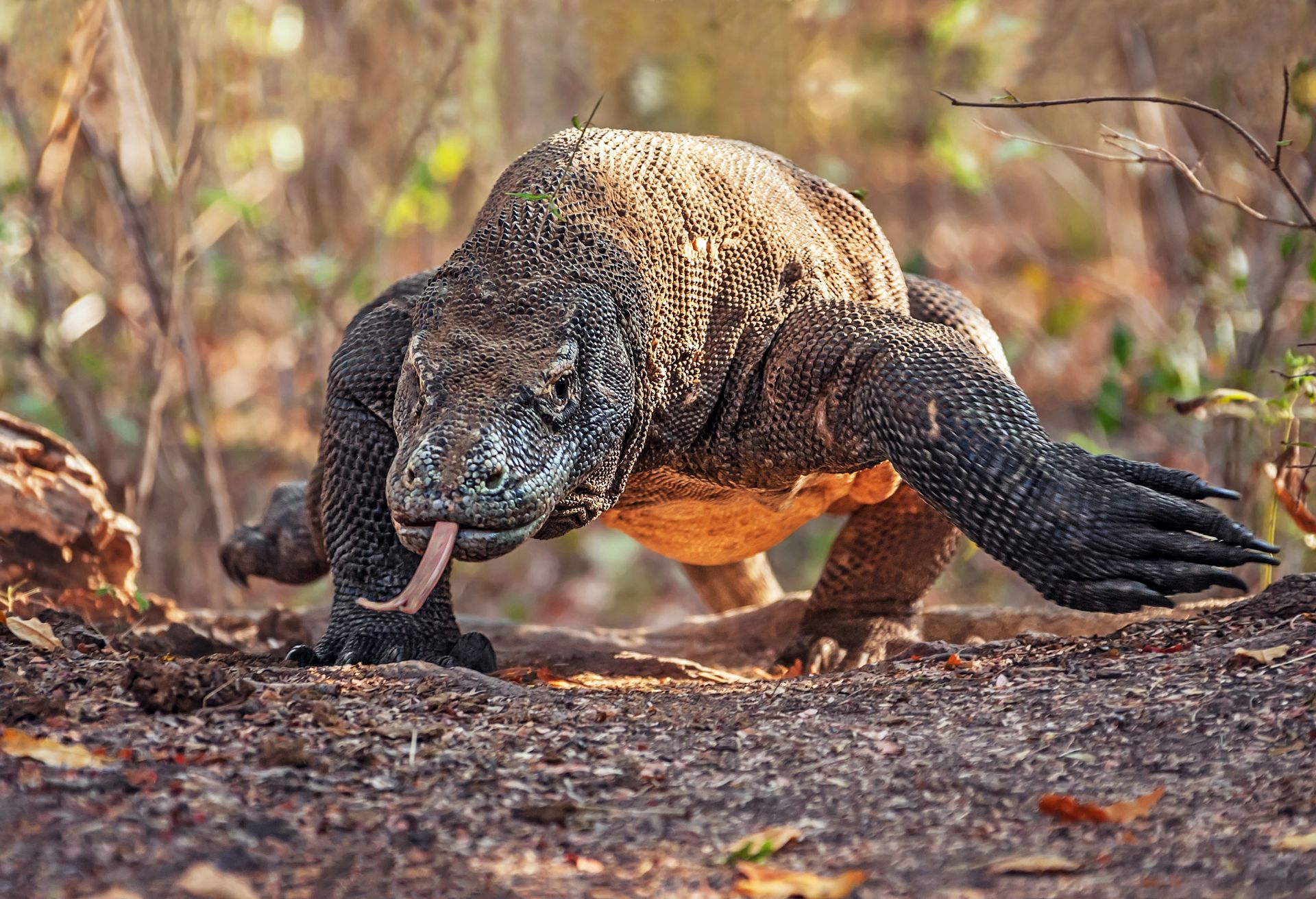 Monitor Lizard Facts Largest Lizard DK Find Out   Dreamstime Xxl 32225154 Zrzgd9 