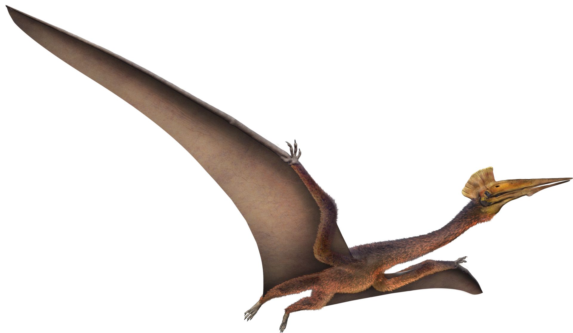 quetzalcoatlus wingspan