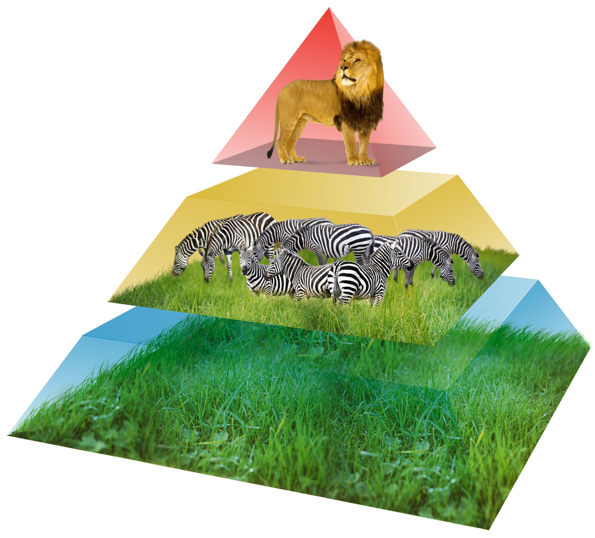 Food Chain And Energy Pyramid