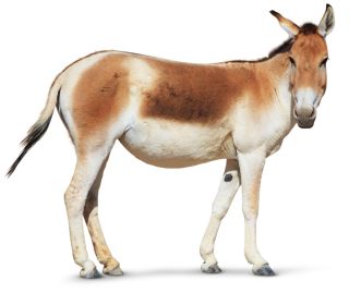 Such As This Persian Onager Are Related To The African Wild Ass They Eat A Variety Of Grasses And Plants Female Onagers Live Together In Loose Such As This Persian Onager Are Related To The African Wild Ass They Eat A Variety Of Grasses And Plants Female Onagers Live Together In Loose
