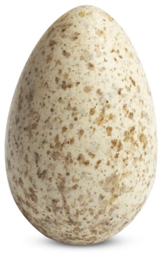Bird Eggs | Bird Egg Identification | DK Find Out Bird Eggs | Bird Egg Identification | DK Find Out