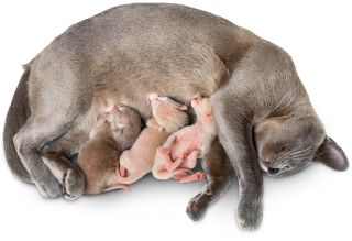 platypus baby licking moms milk