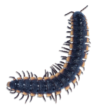 Invertebrate Animals | Invertebrates for Kids | DK Find Out Invertebrate Animals | Invertebrates for Kids | DK Find Out