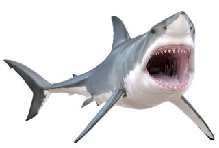 Shark Skeleton Inside A Shark Dk Find Out