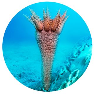 Cambrian Explosion | Cambrian Period Animals | DK Find Out Cambrian Explosion | Cambrian Period Animals | DK Find Out