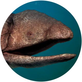 Prehistoric Fish Names | Prehistoric Fish List | DK Find Out