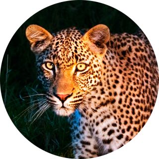 Nocturnal Animals | Types Of Nocturnal Animals | DK Find Out Nocturnal Animals | Types Of Nocturnal Animals | DK Find Out