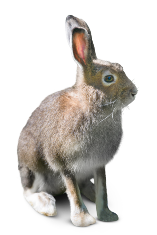 Tundra Facts For Kids | Tundra Animals | DK Find Out Tundra Facts For Kids | Tundra Animals | DK Find Out