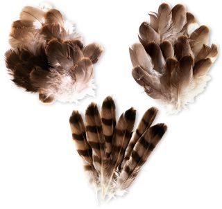 bird feathers types of feathers dk find out