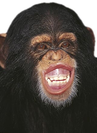 smiling chimpanzee selfie