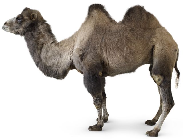 Camel Facts For Kids | Fun Facts About Camels | DK Find Out