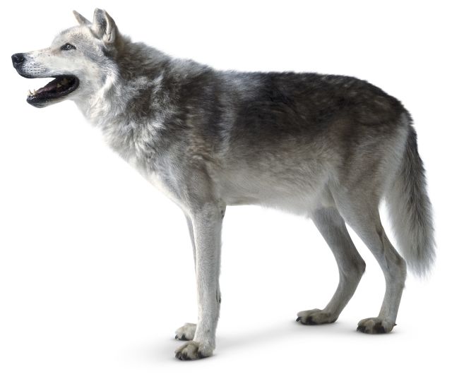 Facts About Wolves | What Do Wolves Eat | DK Find Out
