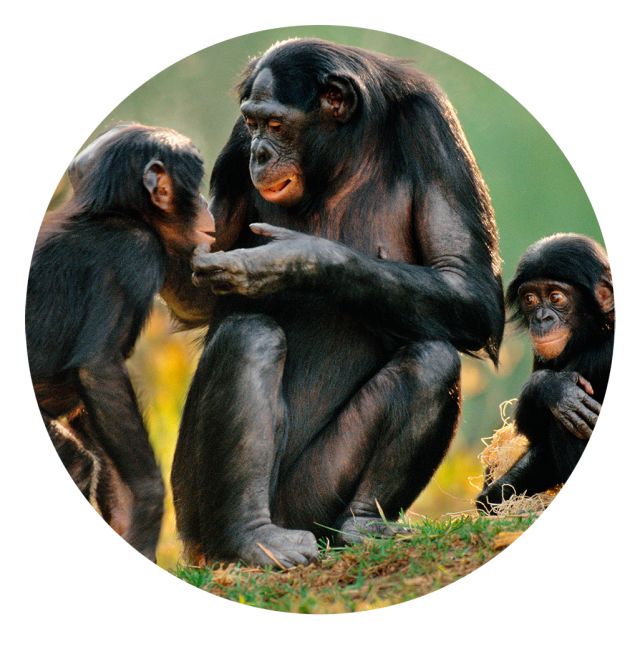 List 95+ Background Images What Sound Does A Chimpanzee Make Completed