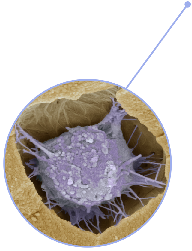 How Do Bones Grow Facts About Bones Dk Find Out