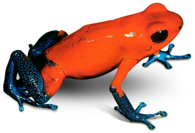 Amphibians Quiz | Amphibians Quiz for Kids | DK Find Out Amphibians Quiz | Amphibians Quiz for Kids | DK Find Out