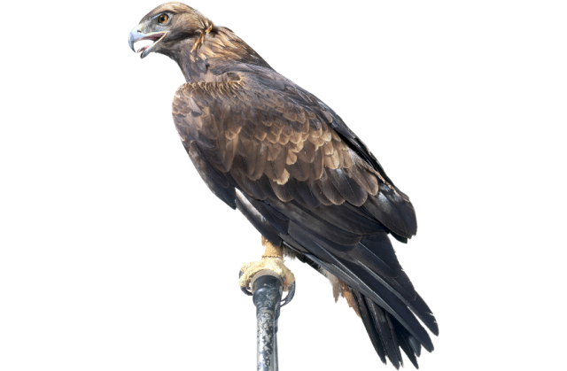 Types Of Eagles Bald Eagle Facts For Kids Dk Find Out
