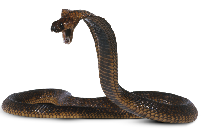 Facts About Cobras