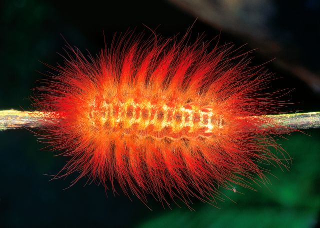 Insects Quiz Test Your Knowledge On Insects Dk Find Out