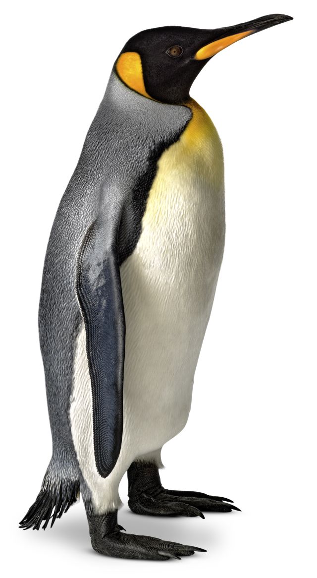What is a Bird | Information About Birds | DK Find Out What is a Bird | Information About Birds | DK Find Out