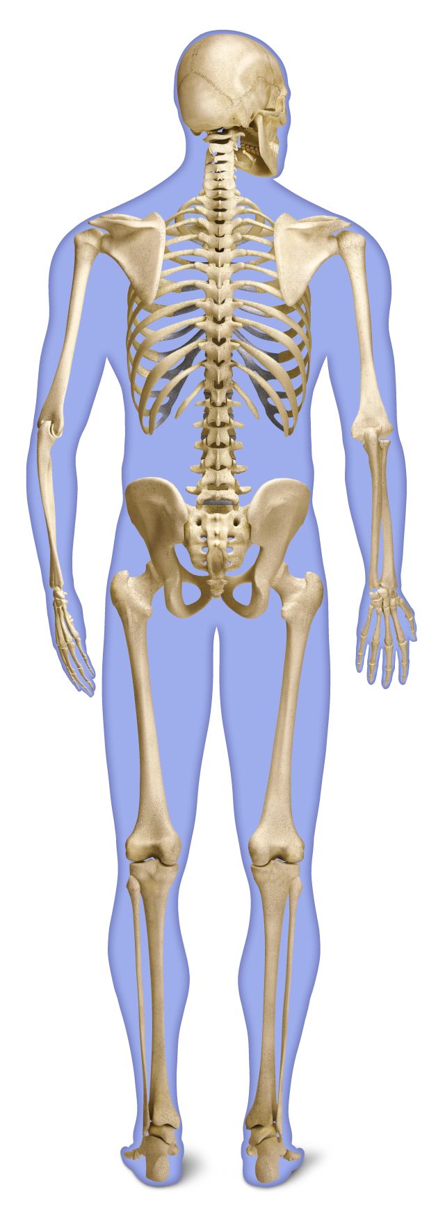 The how body in many human bones are How many