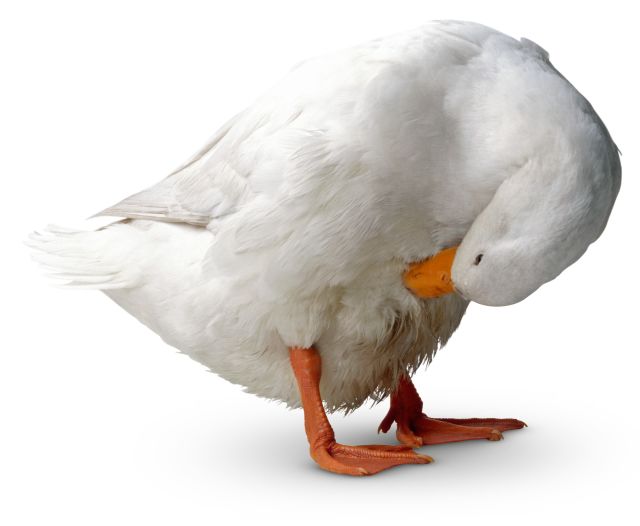 Bird Feathers Types of Feathers DK Find Out