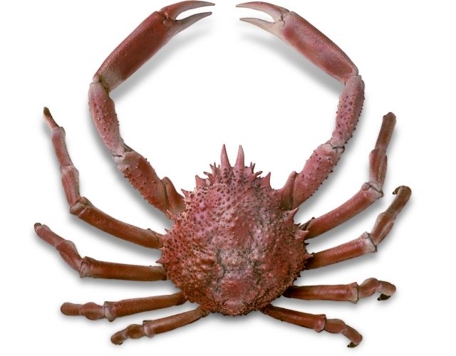 How Many Legs Does a Crab Have? - PostureInfoHub