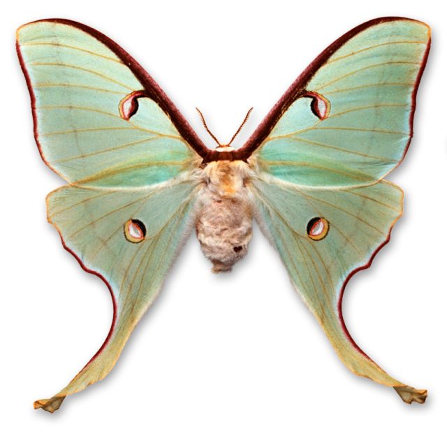 Different Types Of Moths And Butterflies