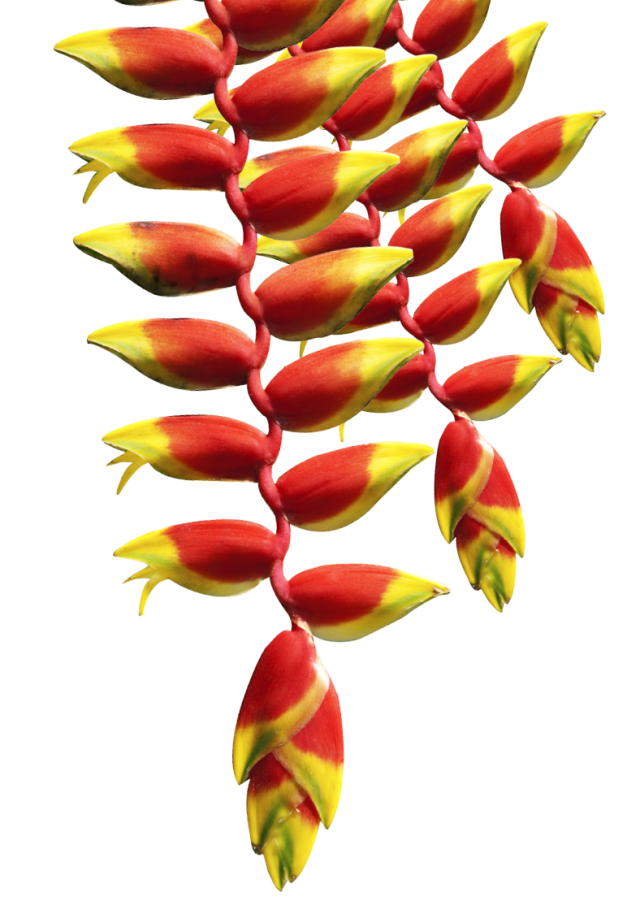 Facts About The Understory Layer DK Find Out