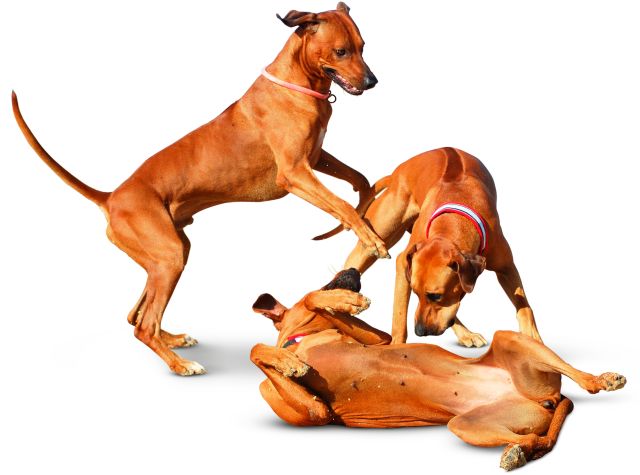 Domestic Dogs | Different Types of Dogs | DK Find Out Domestic Dogs | Different Types of Dogs | DK Find Out