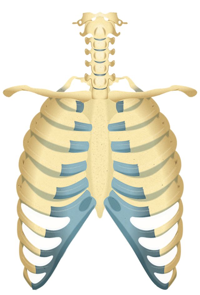 Take the skeleton and bone quiz! quiz | Human Body lessons | DK Find Out!